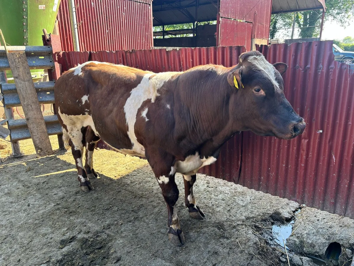 BB bull - Image 1