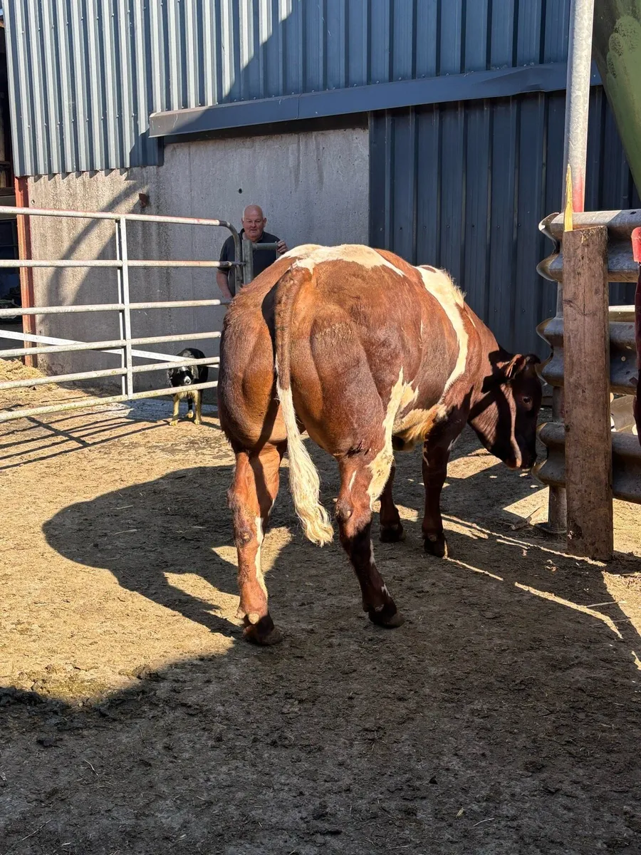 BB bull - Image 2