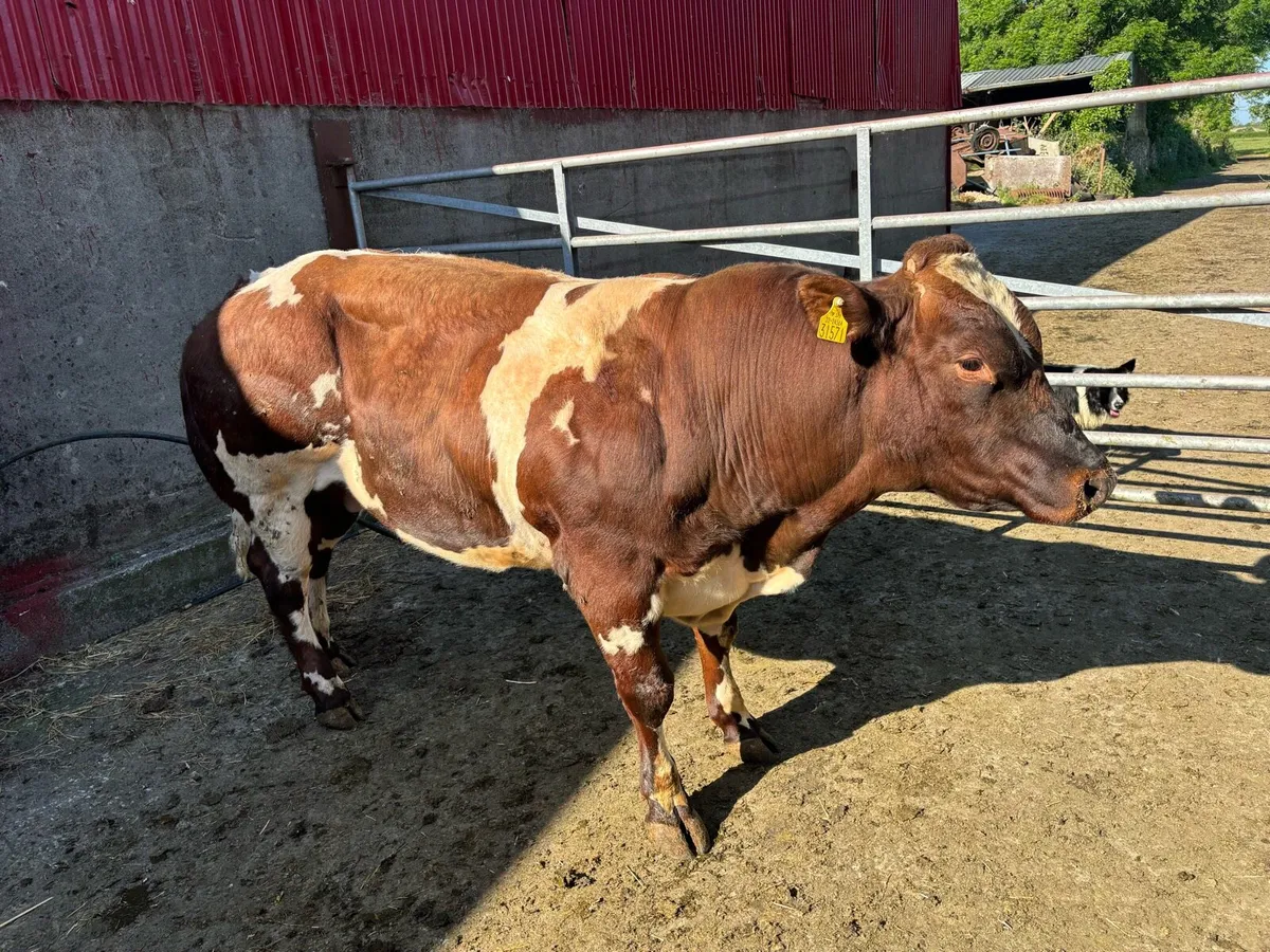 BB bull - Image 3