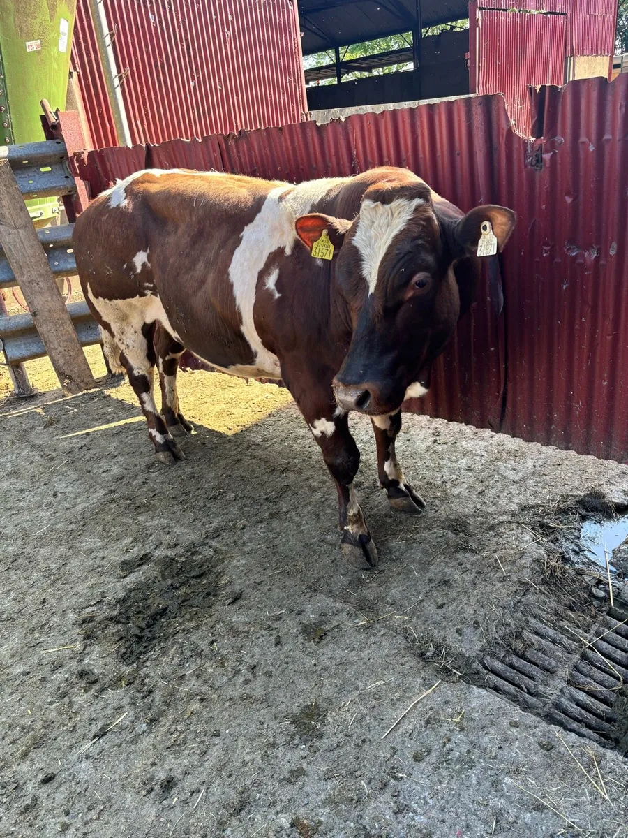 BB bull - Image 4