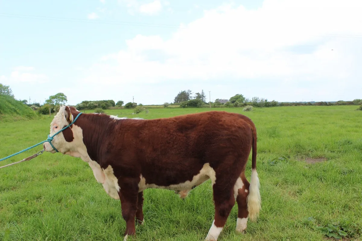 Purebred Hereford Bull - Image 2