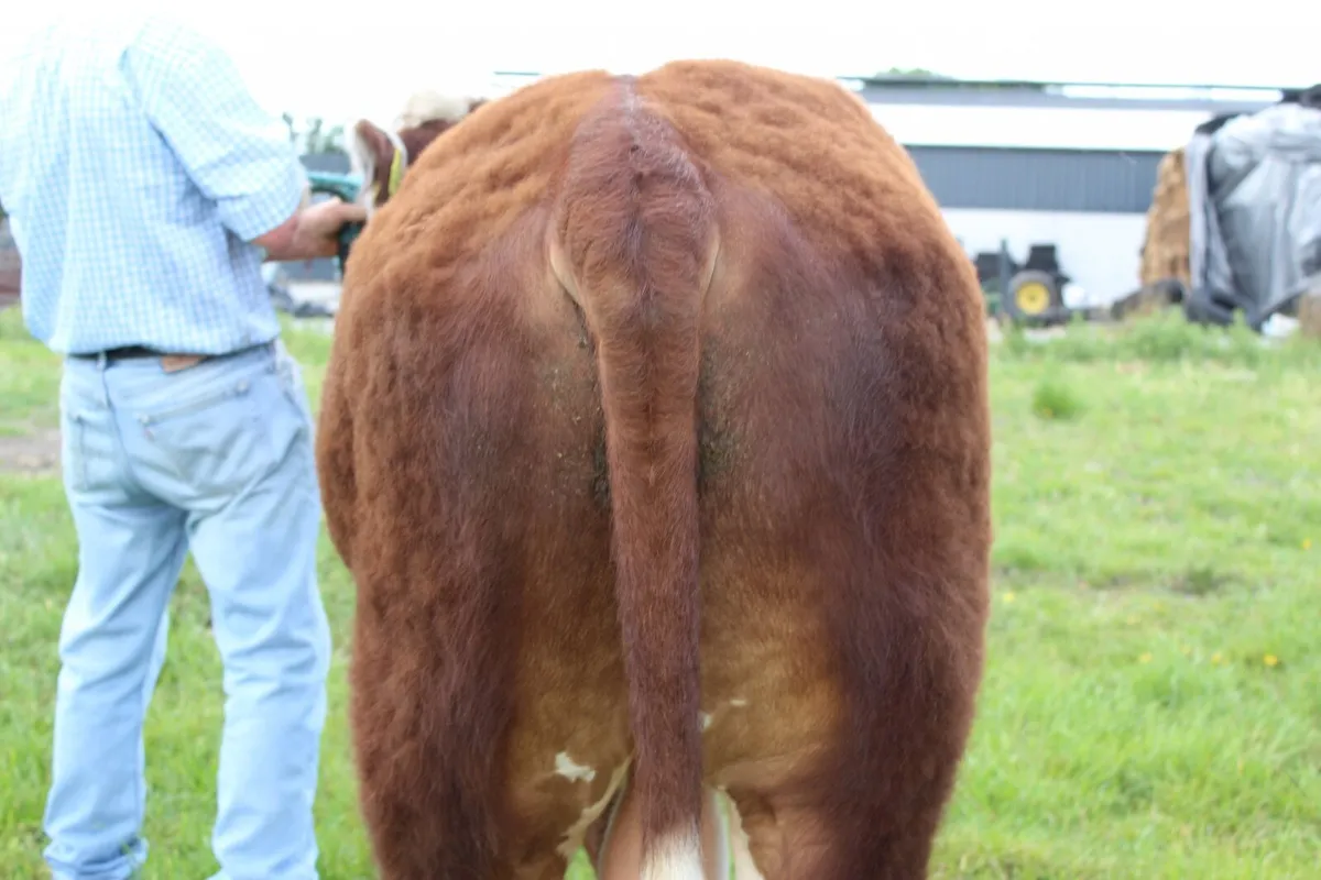 Purebred Hereford Bull - Image 3
