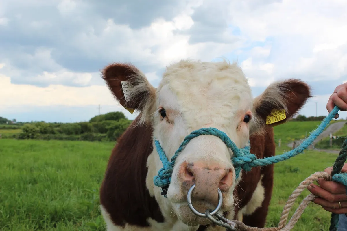 Purebred Hereford Bull - Image 1
