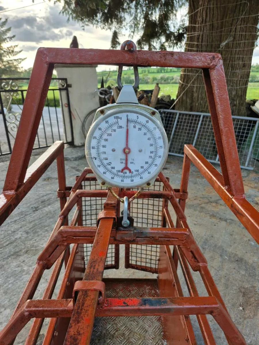 ☆SHEEP AND LAMB Weighing Scales☆ - Image 2
