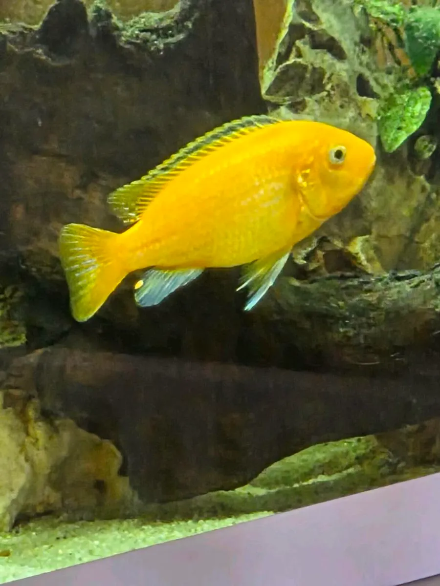 Aquarium, fish,extras - Image 1
