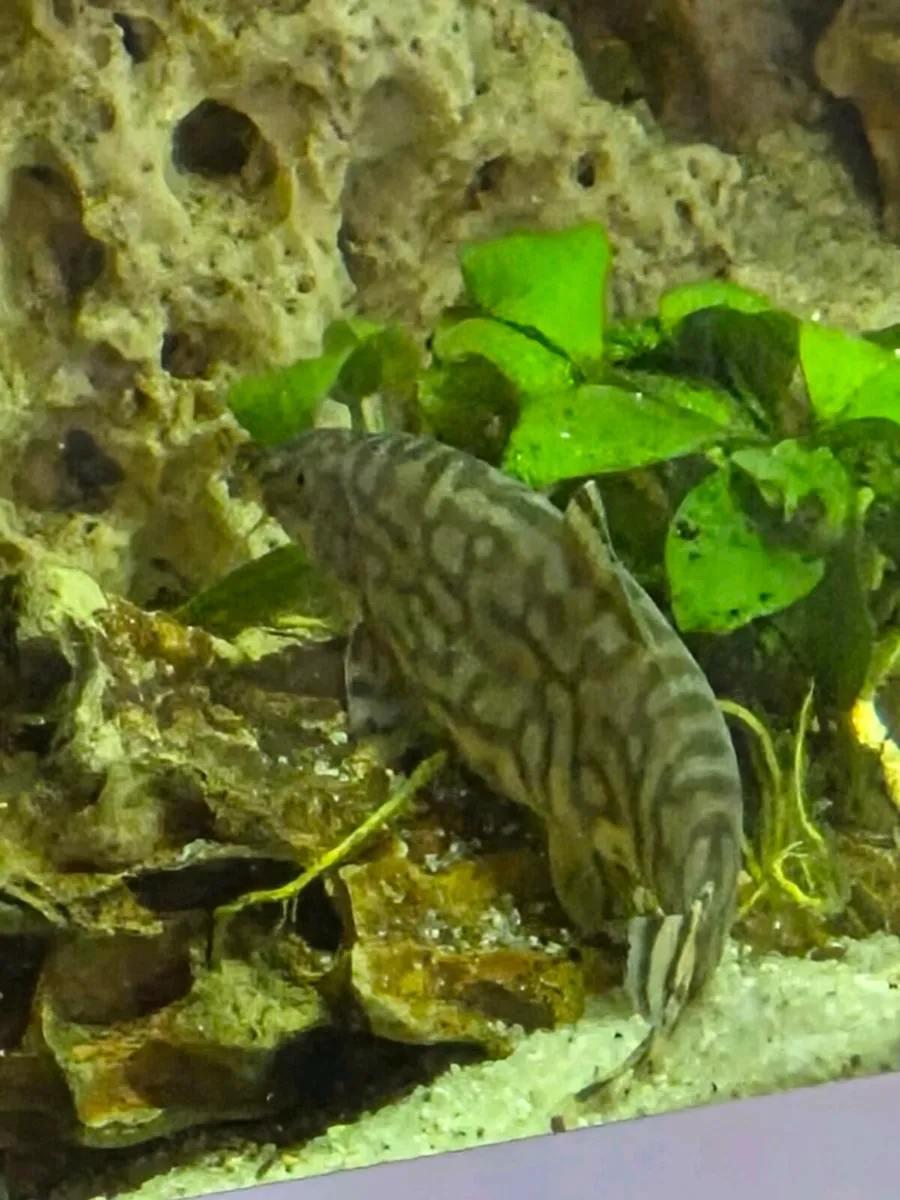 Aquarium, fish,extras - Image 2
