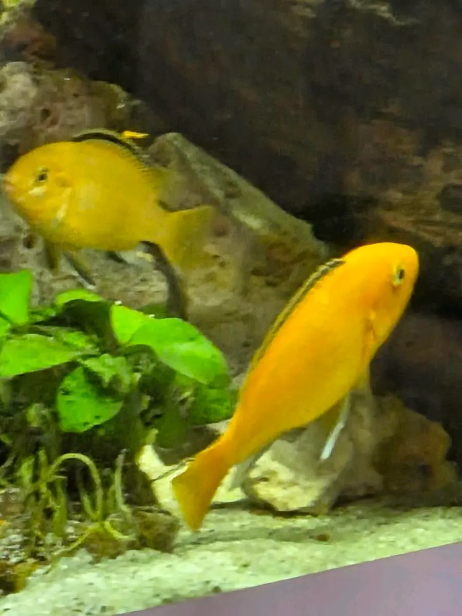 Aquarium, fish,extras - Image 3