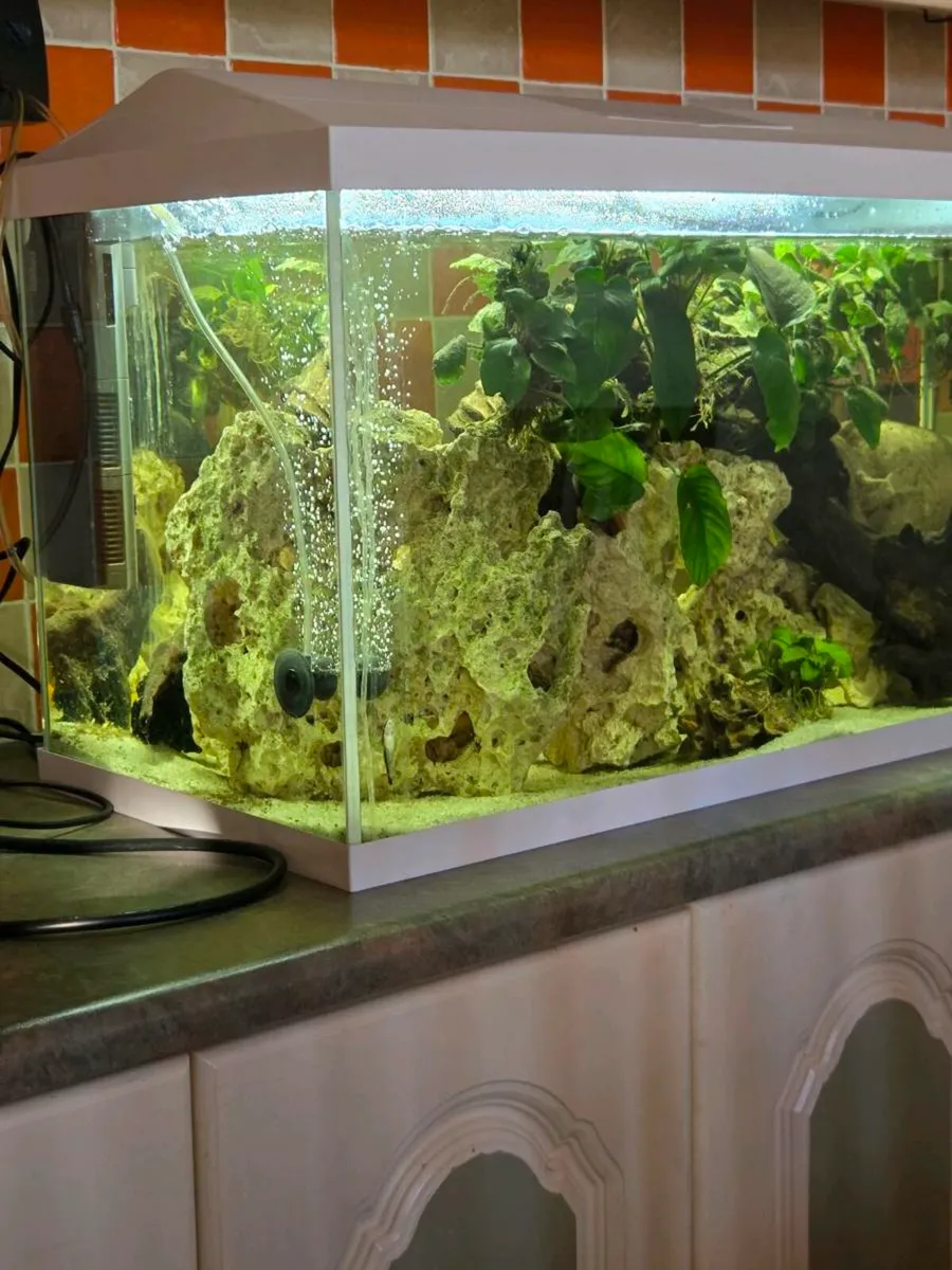 Aquarium, fish,extras - Image 4