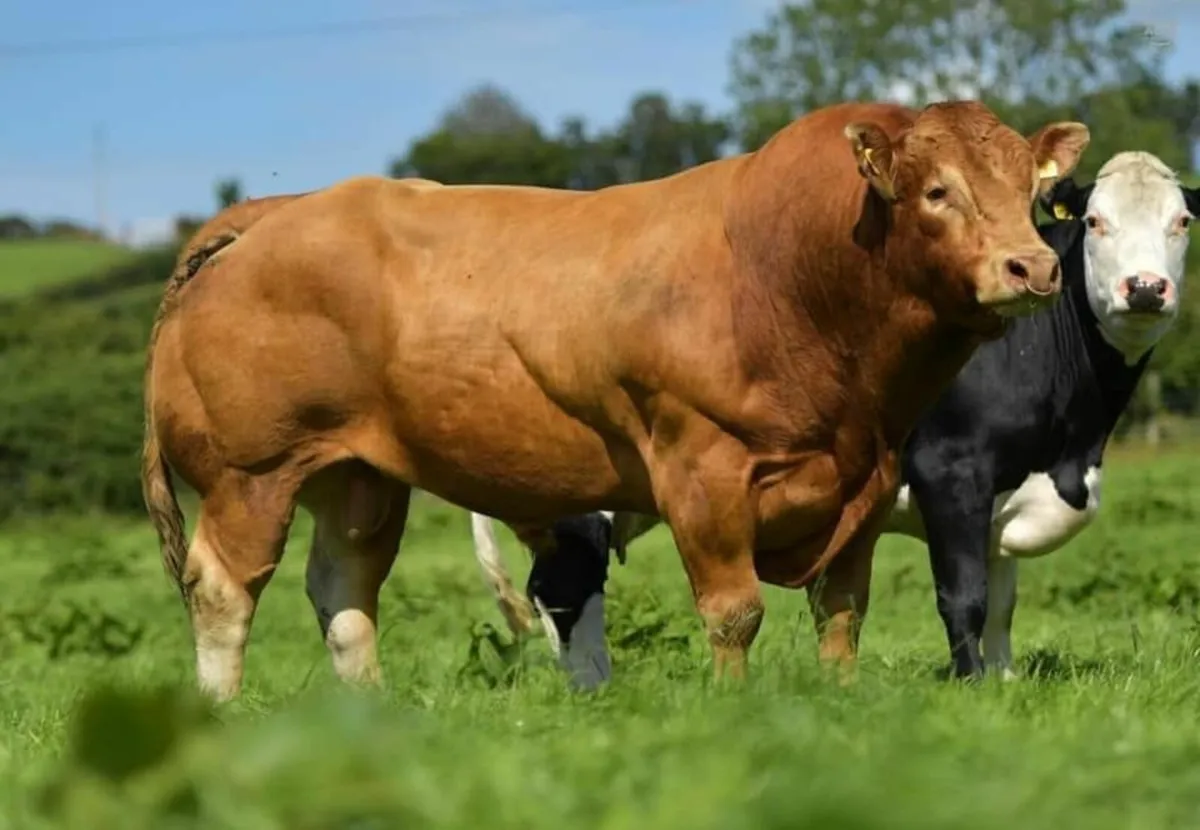 Pedigree Limousin Bull Sale, Roscommon Sat May 24 - Image 1