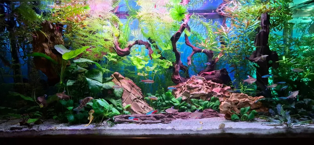 Aquarium - Image 1