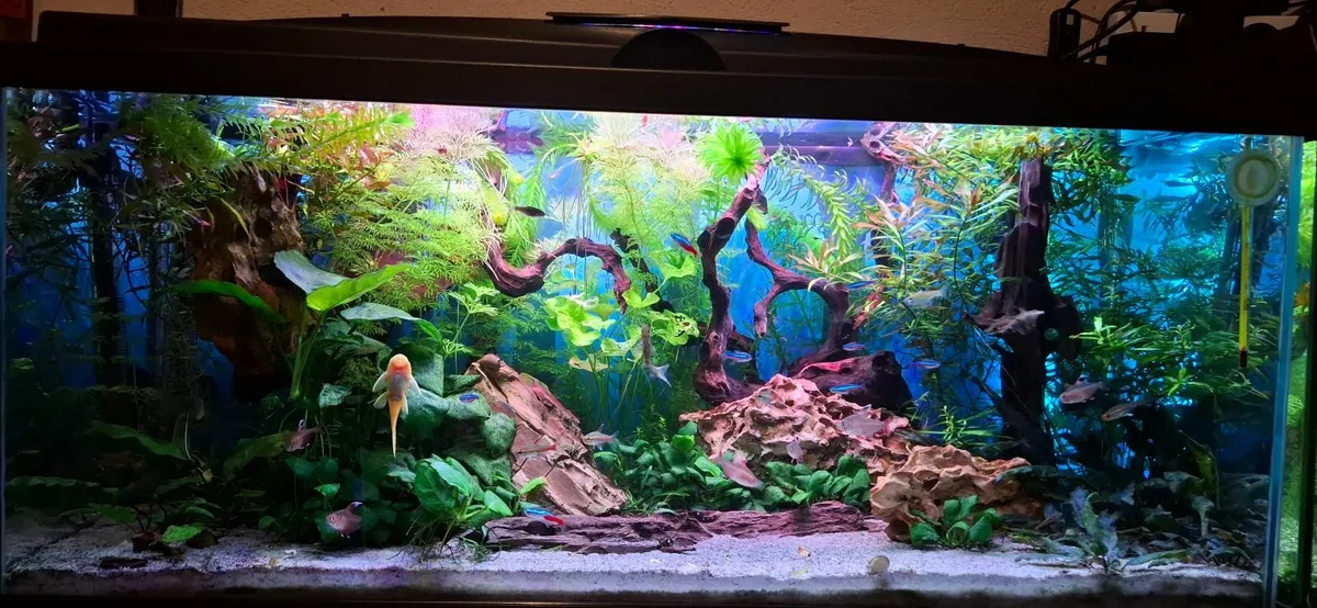 Aquarium - Image 2