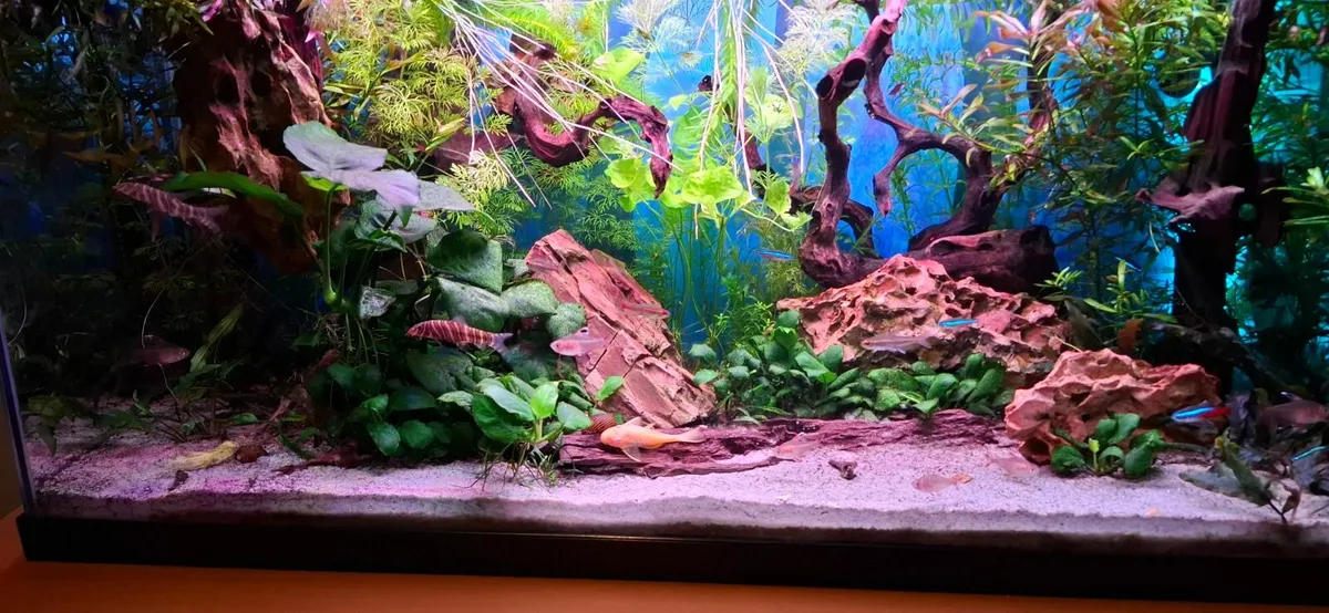 Aquarium - Image 3