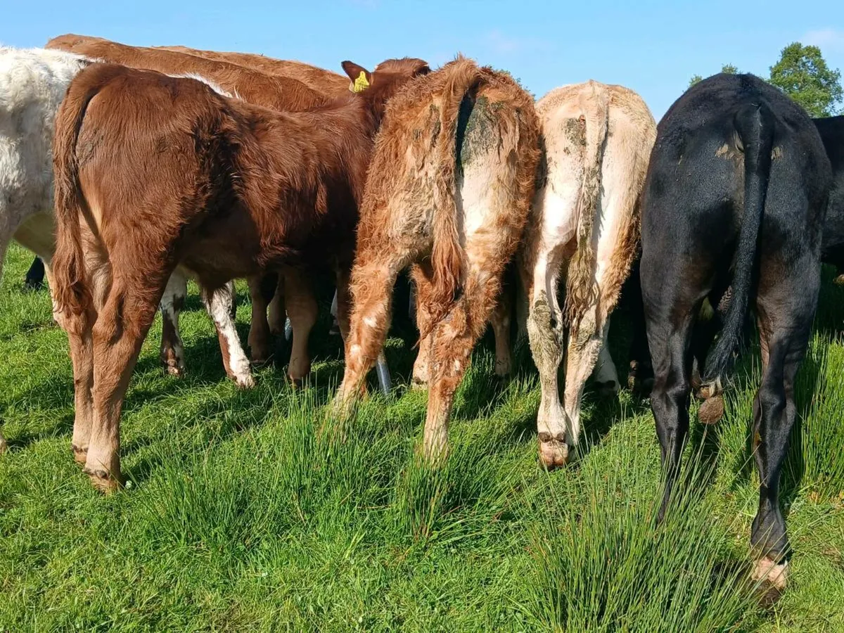 20 Super Weanling Bulls - Image 1