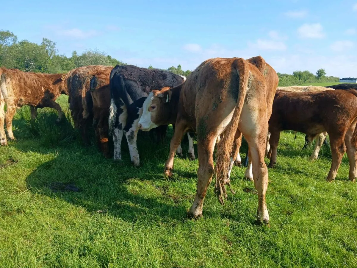 20 Super Weanling Bulls - Image 2