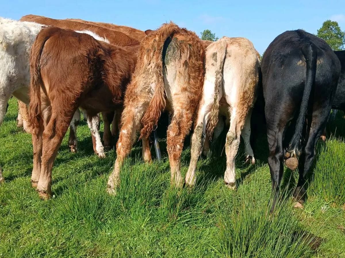 20 Super Weanling Bulls - Image 3