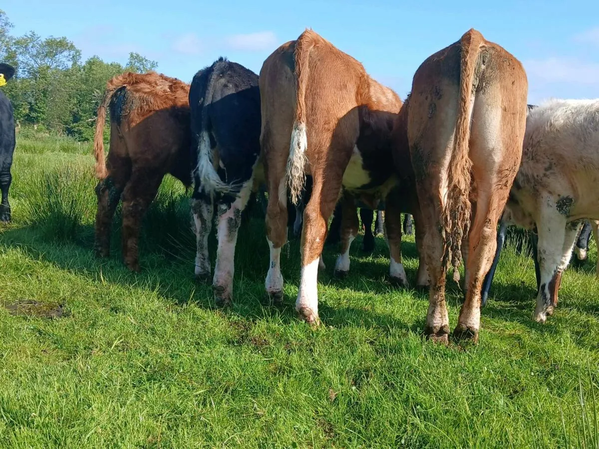 20 Super Weanling Bulls - Image 4