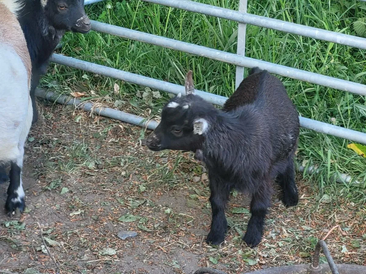 Pygmy Goats - Image 1