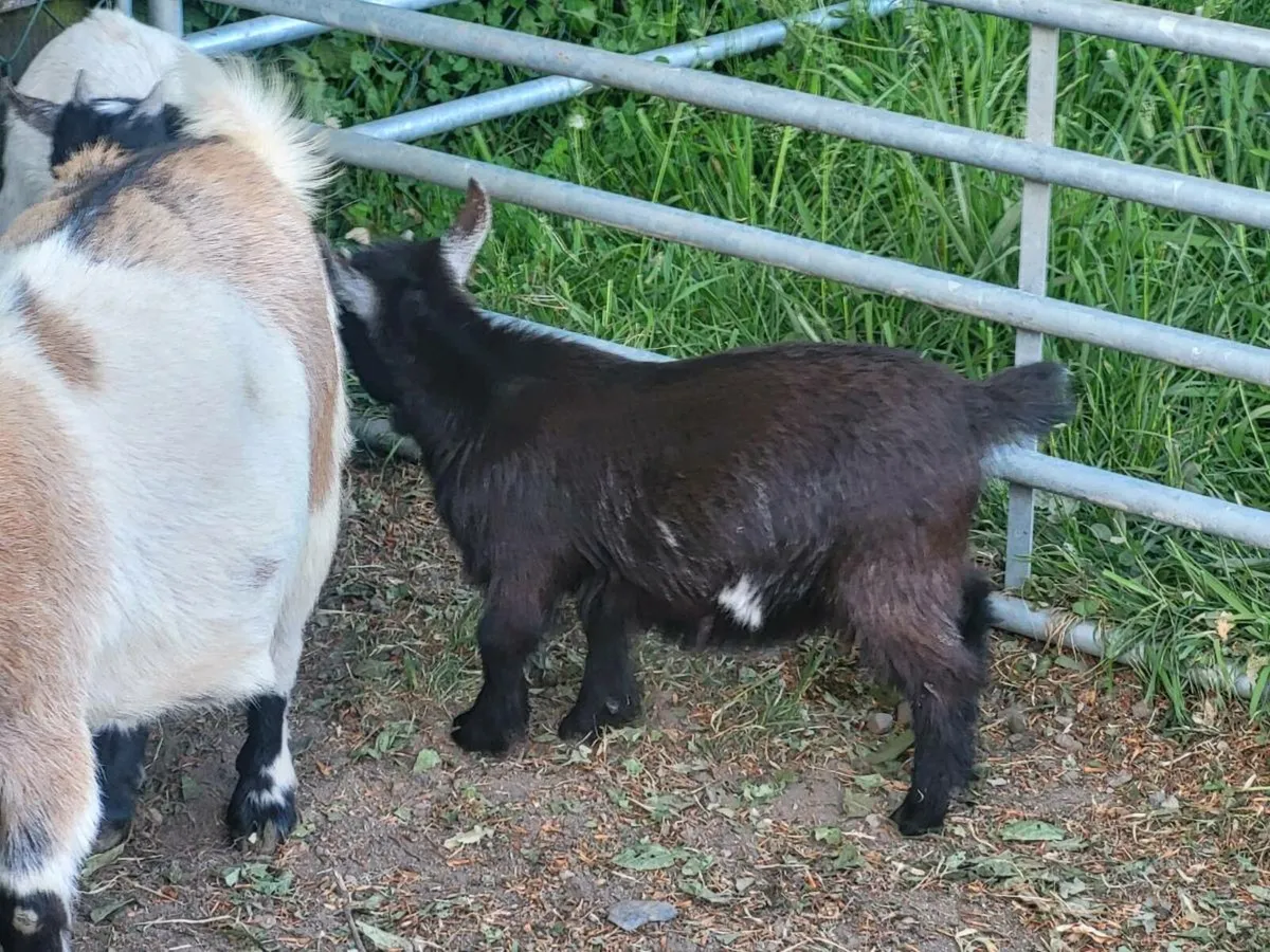 Pygmy Goats - Image 2