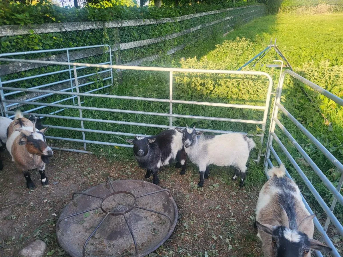 Pygmy Goats - Image 3