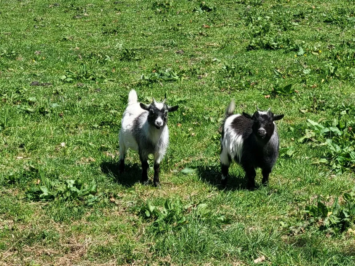 Pygmy Goats - Image 4