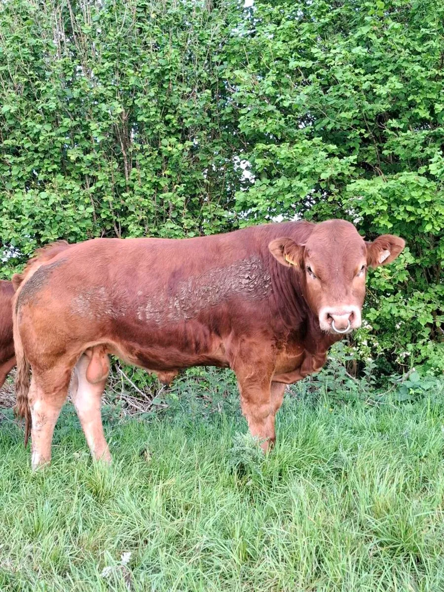 Pedigree limousin bull - Image 2