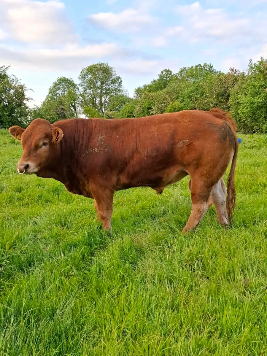 Pedigree limousin bull - Image 4