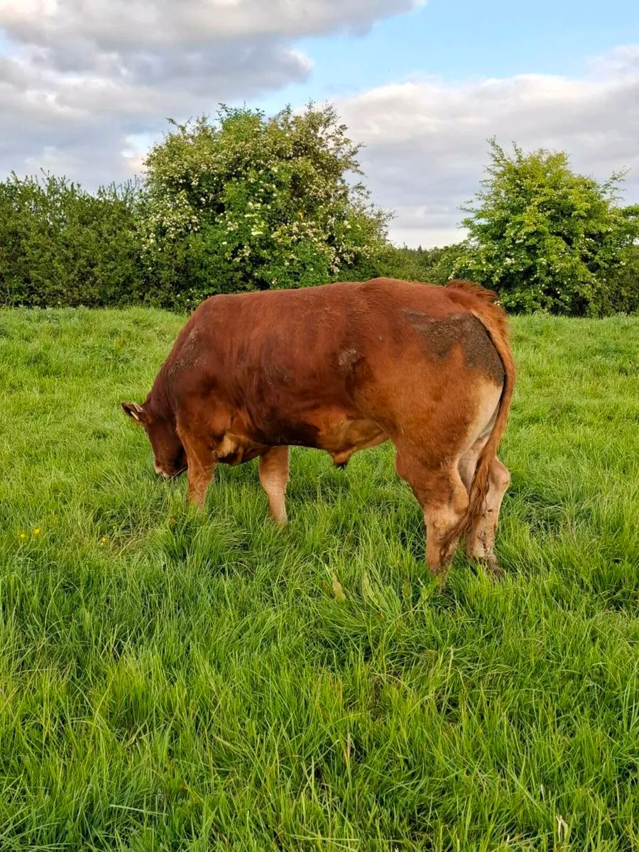 Ballinasloe mart Pedigree limousin bull - Image 3