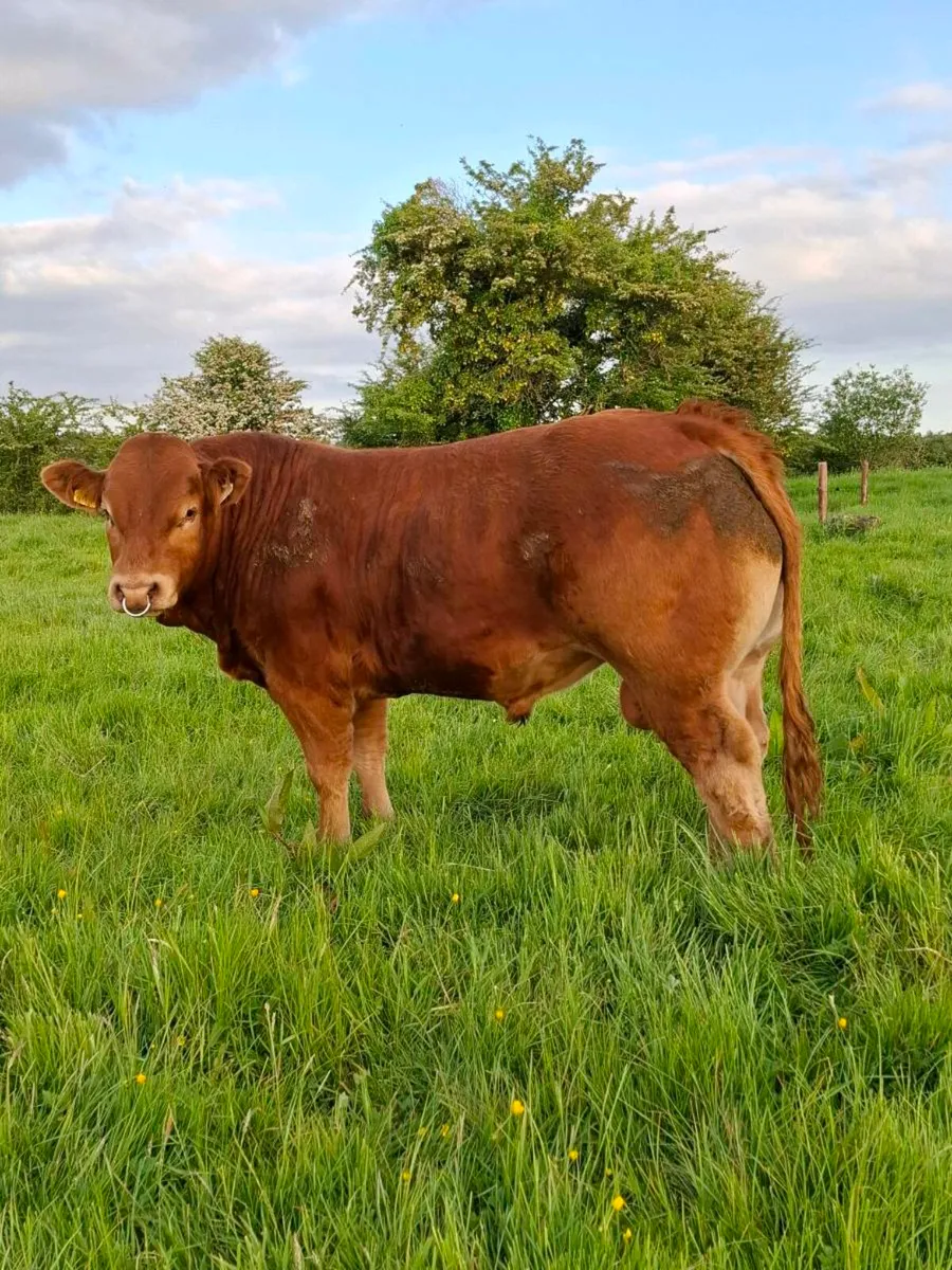 Ballinasloe mart Pedigree limousin bull - Image 4