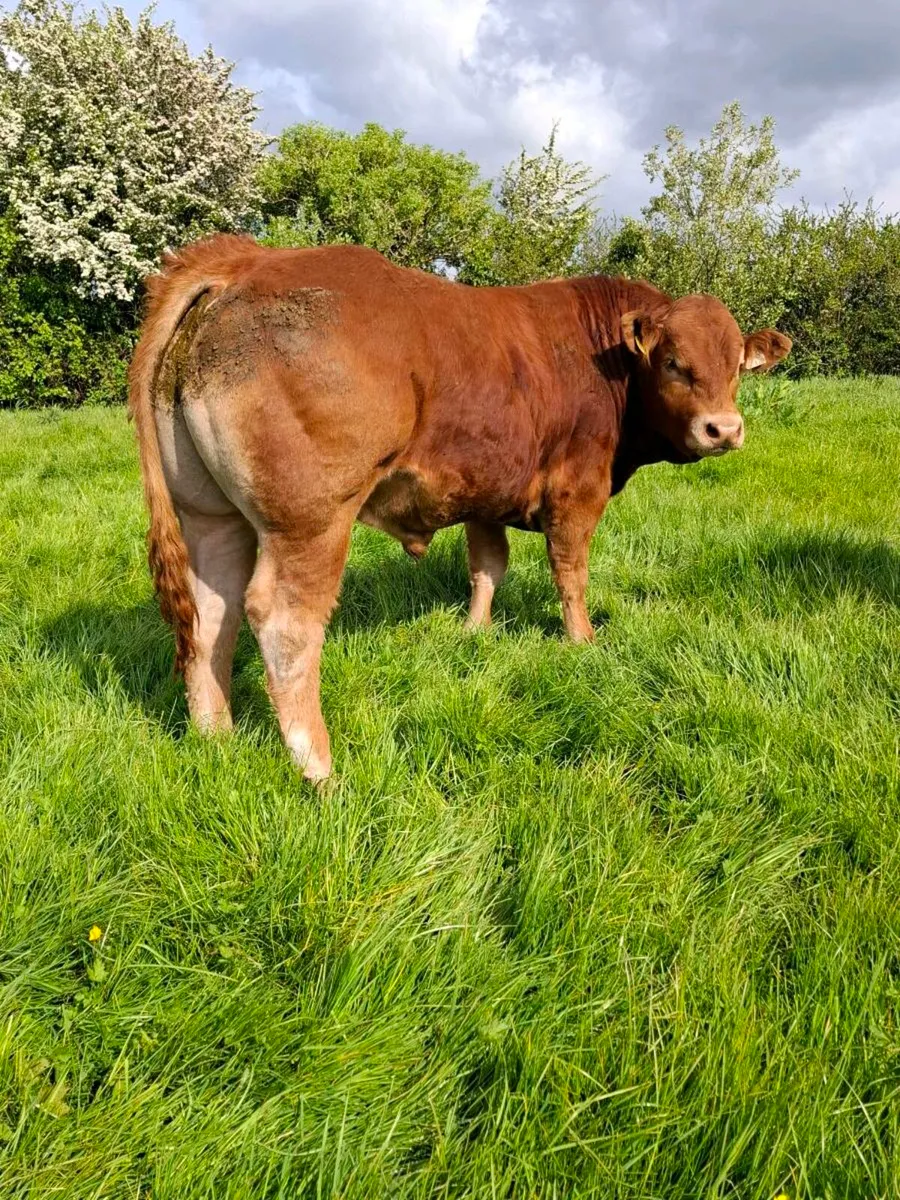 Pedigree limousin bull - Image 1