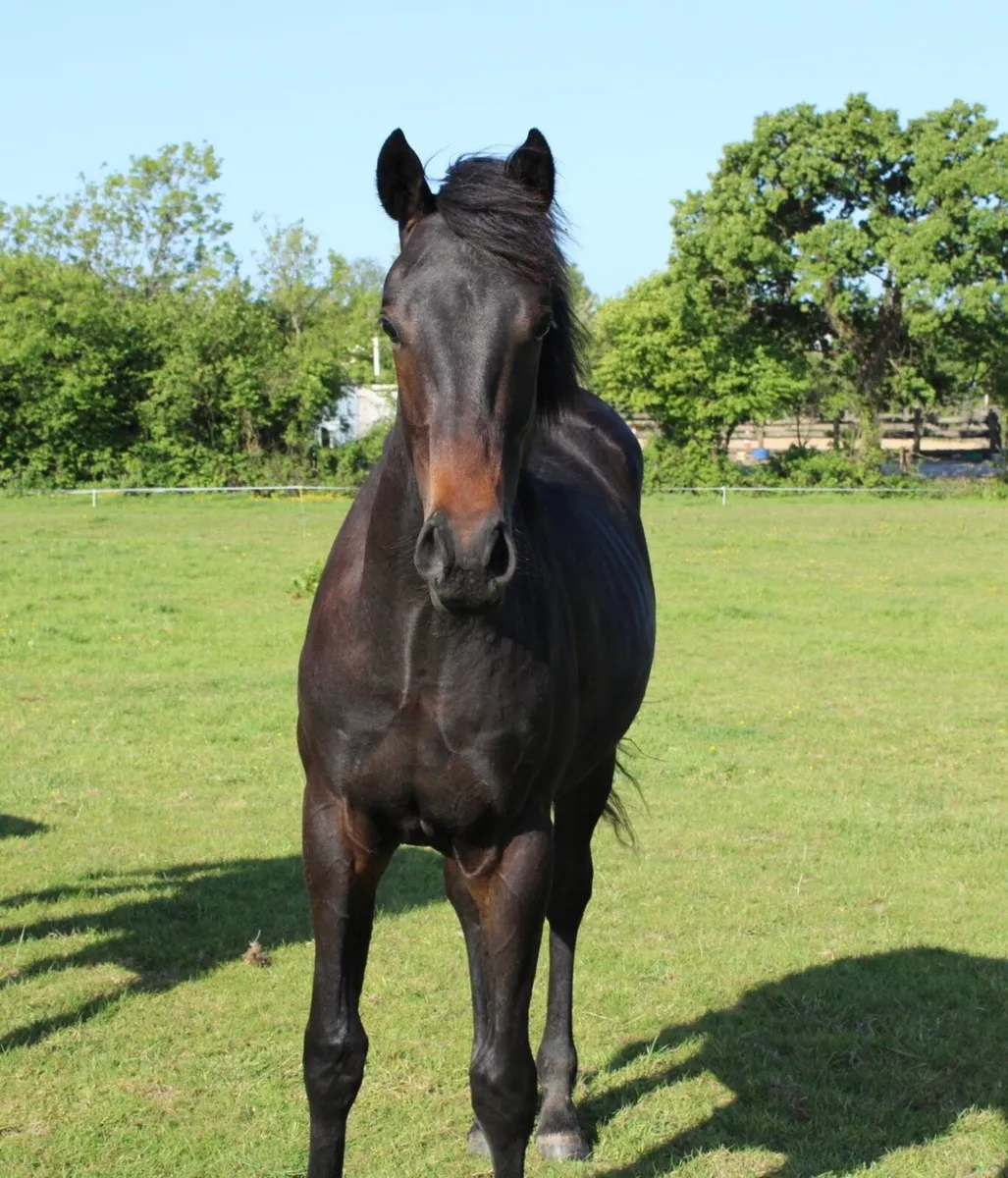 Athletic ISH Yearling Colt - Image 2