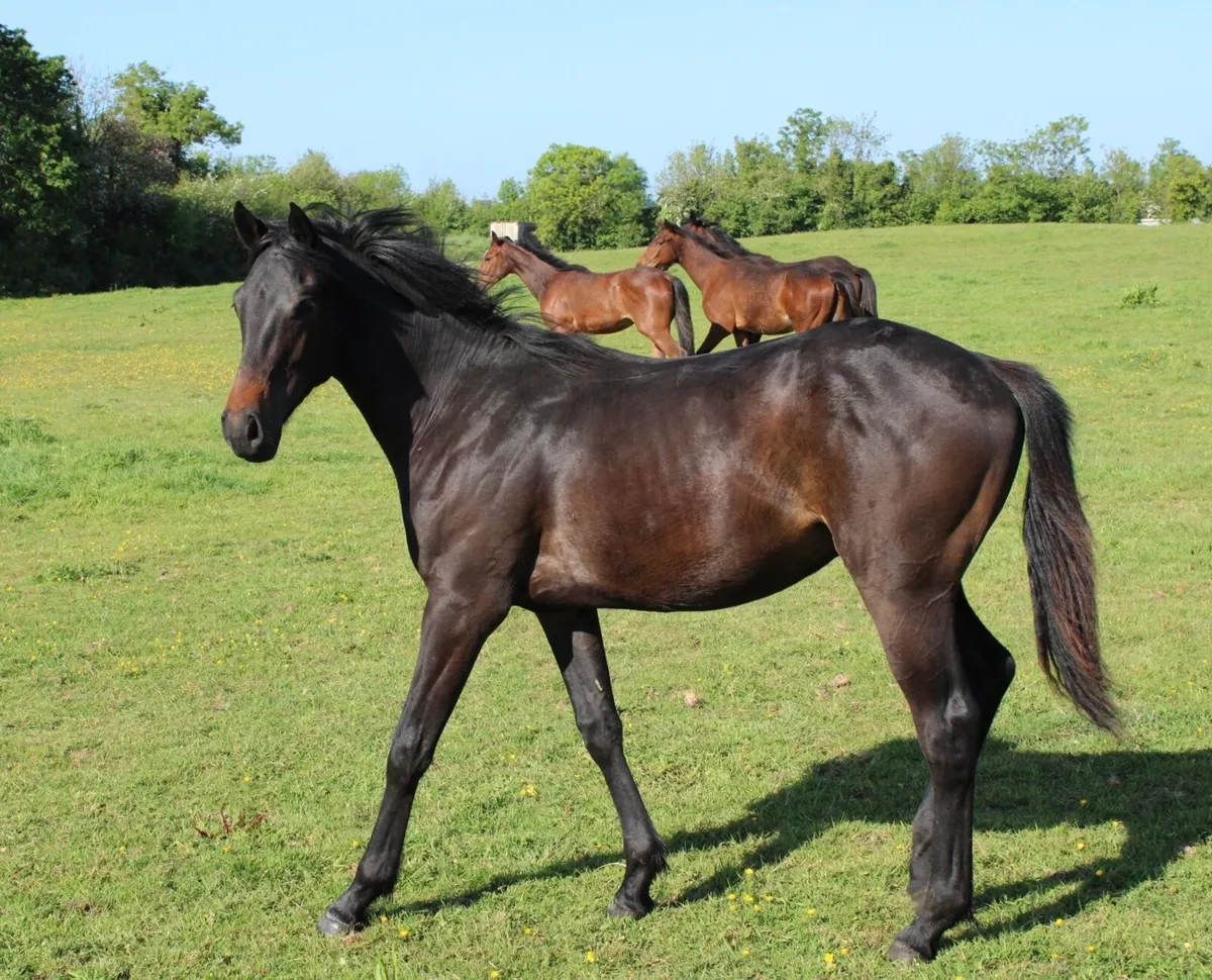 Athletic ISH Yearling Colt - Image 3