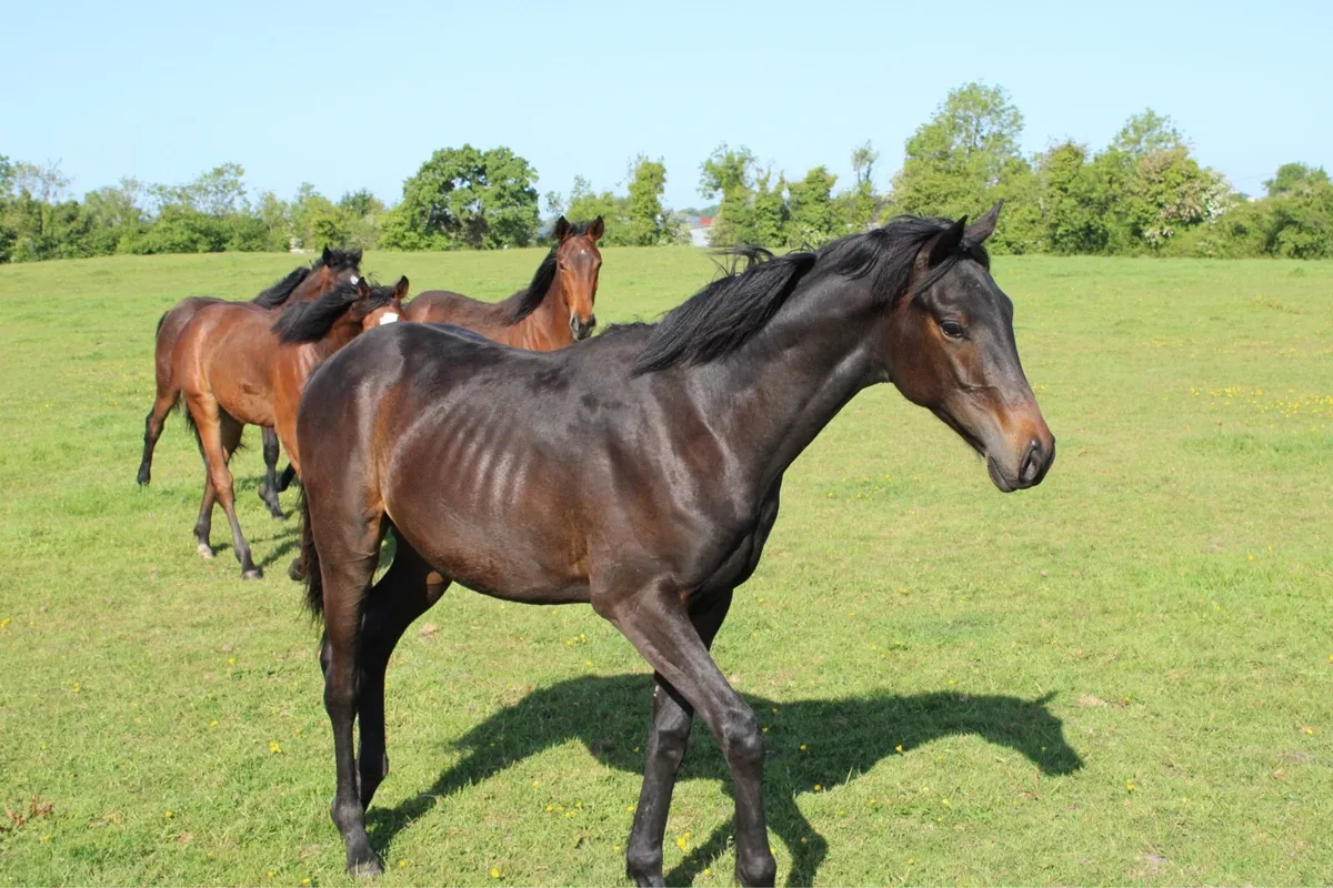 Athletic ISH Yearling Colt - Image 4