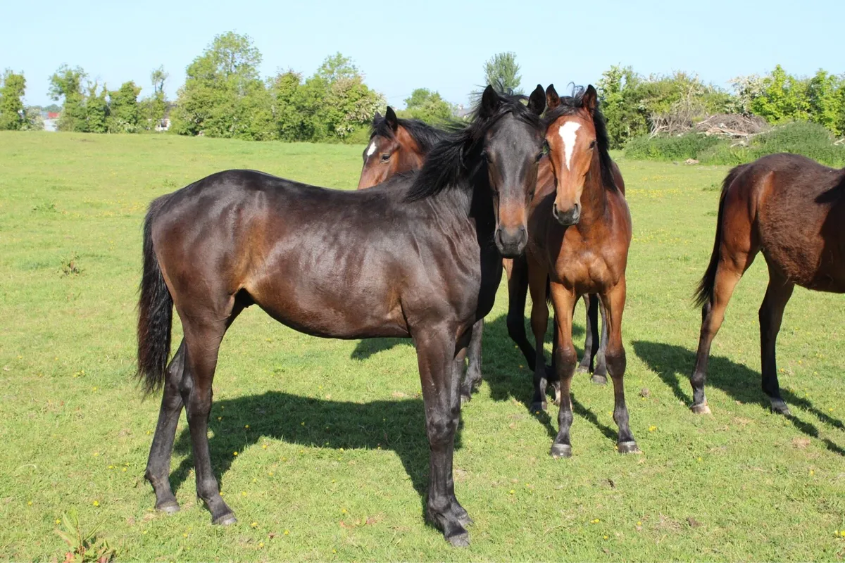 Athletic ISH Yearling Colt - Image 1