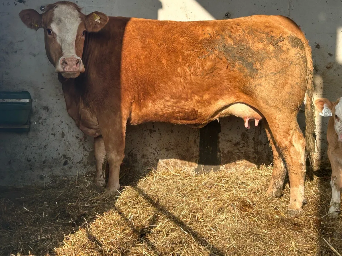 Super second calved u grade cow and show calf - Image 2