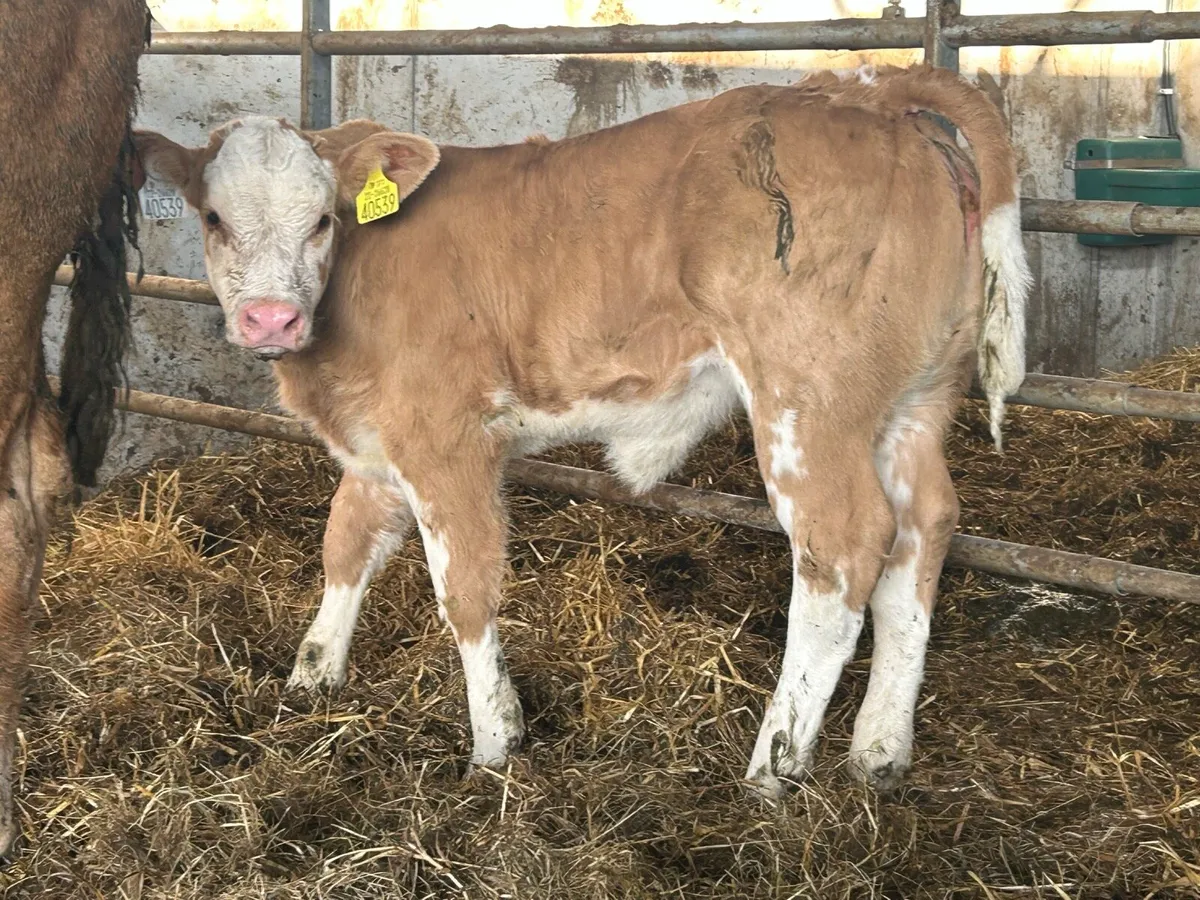 Super second calved u grade cow and show calf - Image 3