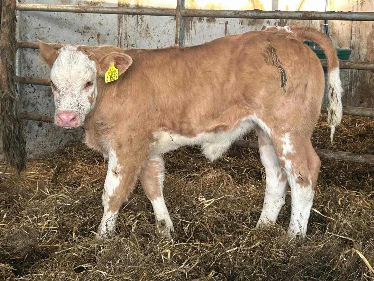 Super second calved u grade cow and show calf - Image 4