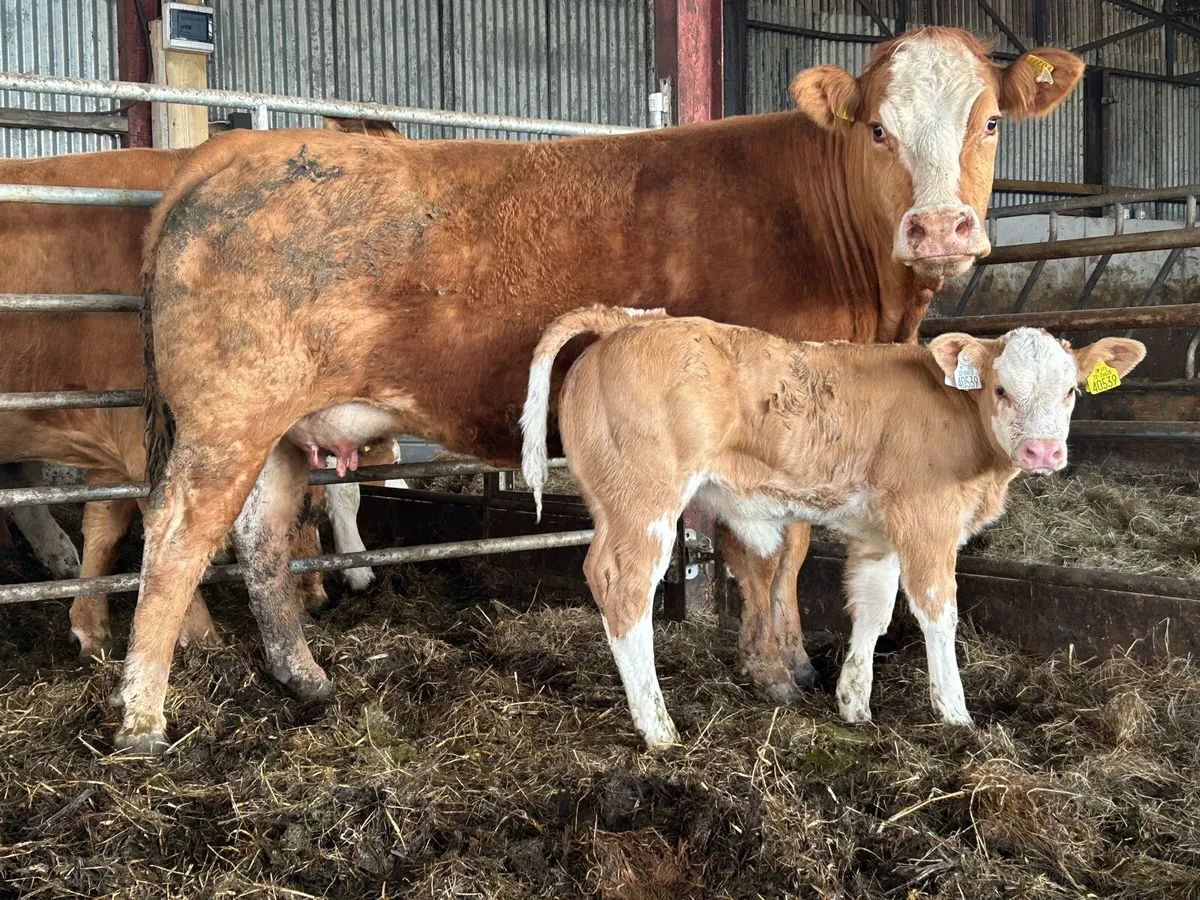 Super second calved u grade cow and show calf - Image 1