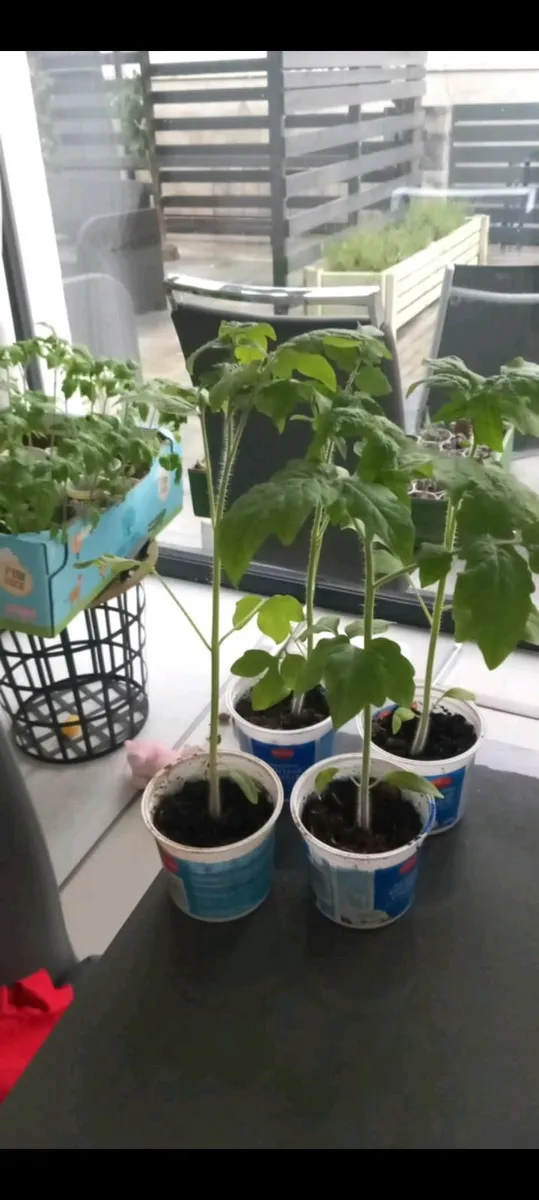 Tomatoe plants - Image 1