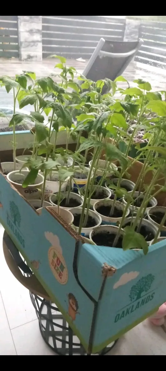 Tomatoe plants - Image 2