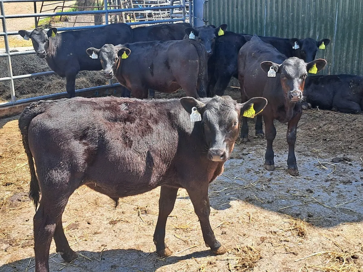 Cork Marts Corrin Runners for Wednesday - Image 1
