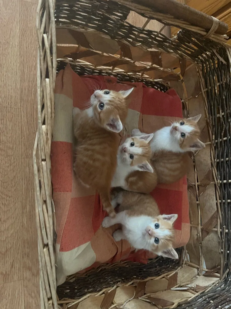 Lovely kittens very friendly - Image 1