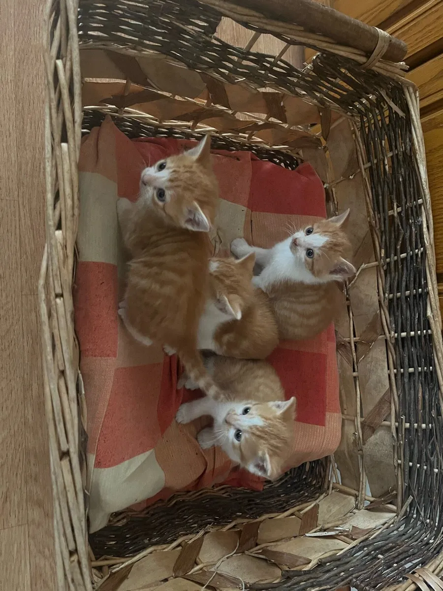 Lovely kittens very friendly - Image 2