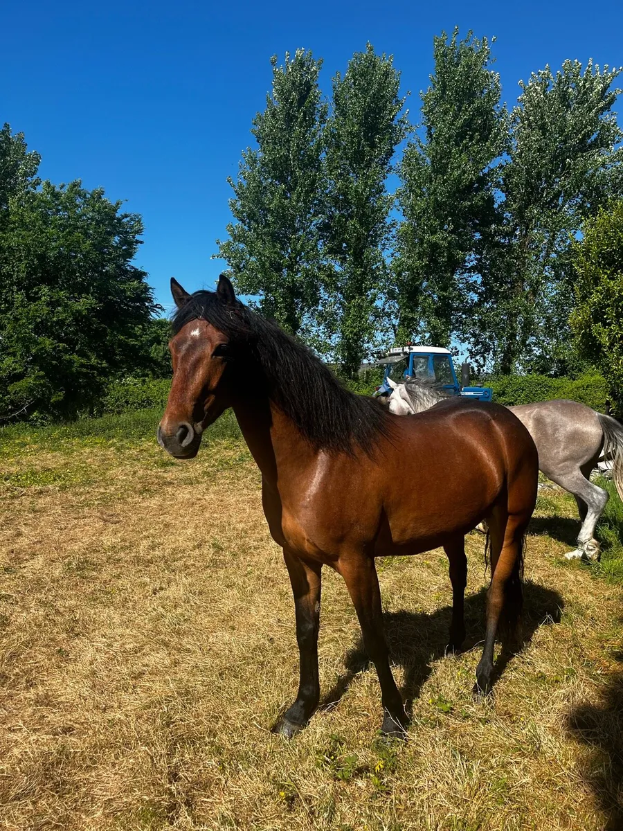 💎Top quality 3yr oldConnemara pony💎 - Image 1