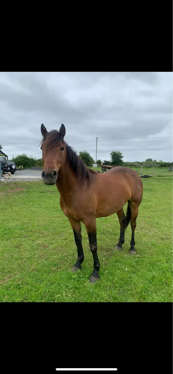 💎Top quality 3yr oldConnemara pony💎 - Image 2
