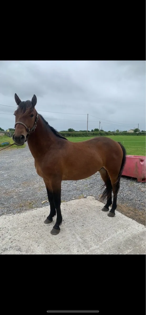 💎Top quality 3yr oldConnemara pony💎 - Image 3
