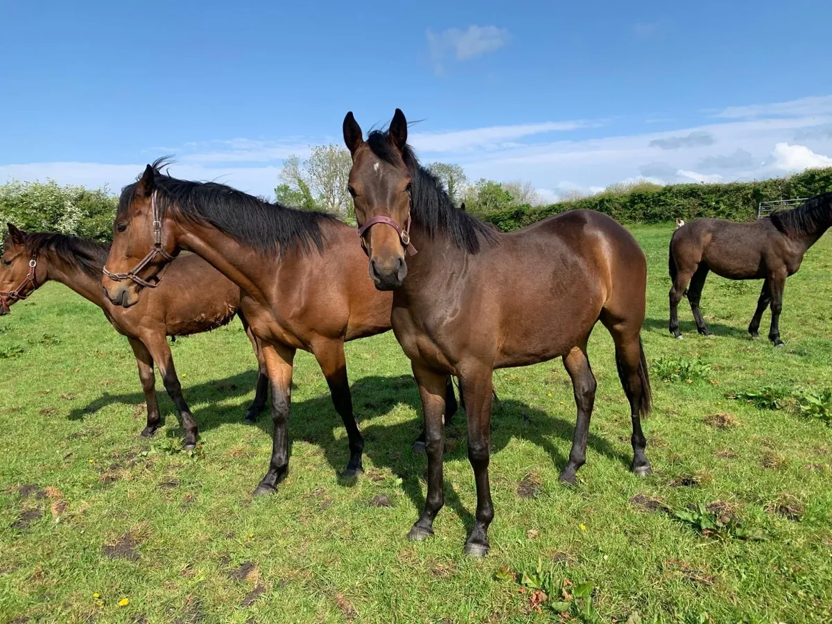 Sport horse 2yo and yearling - Image 1