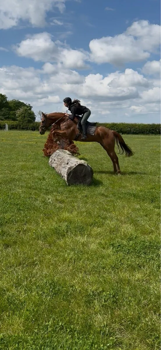 9 year old thoroughbred gelding - Image 1