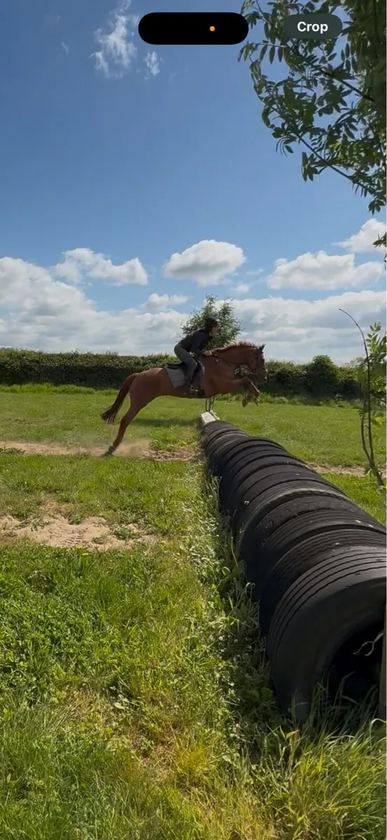 9 year old thoroughbred gelding - Image 2
