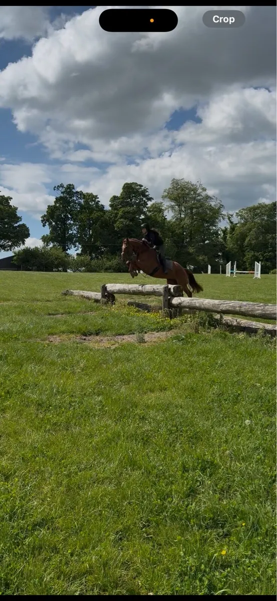 9 year old thoroughbred gelding - Image 3