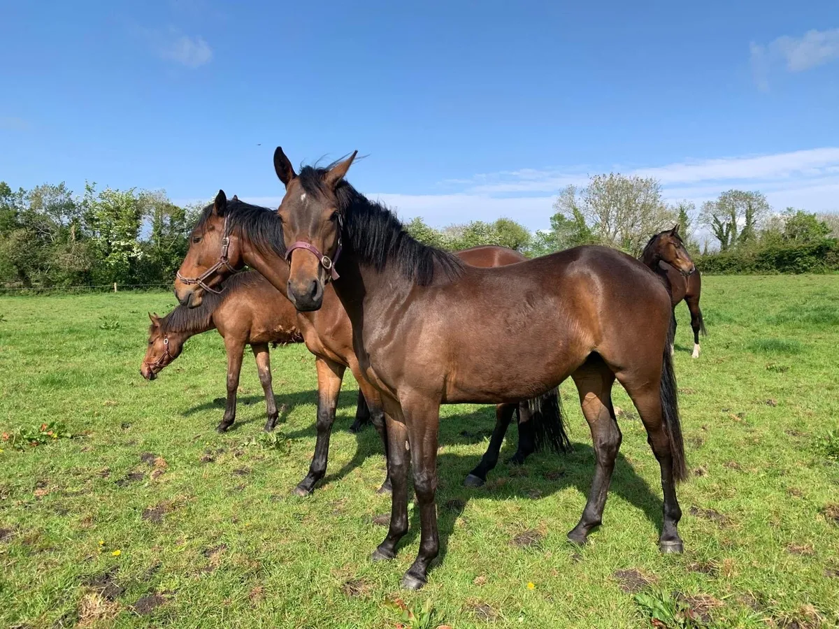 Sport horse 2yo and yearling - Image 2